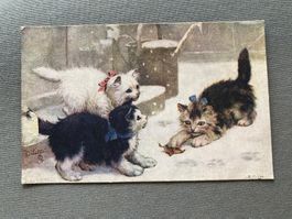Ansichtskarte Tuck Oilette Katzen Motiv gebraucht