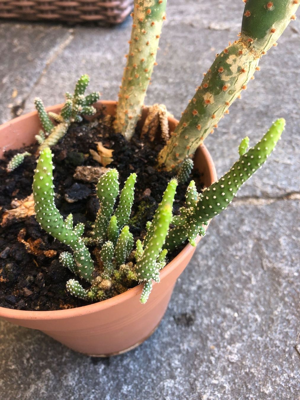 Piante & sementi: Opuntia Kaktus mit Ablegern – Nuovo (secondo la descrizione) da Zürich venduto da peterle01 1