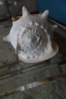 Grosse Cassis Cornuta Muschel, 24 cm