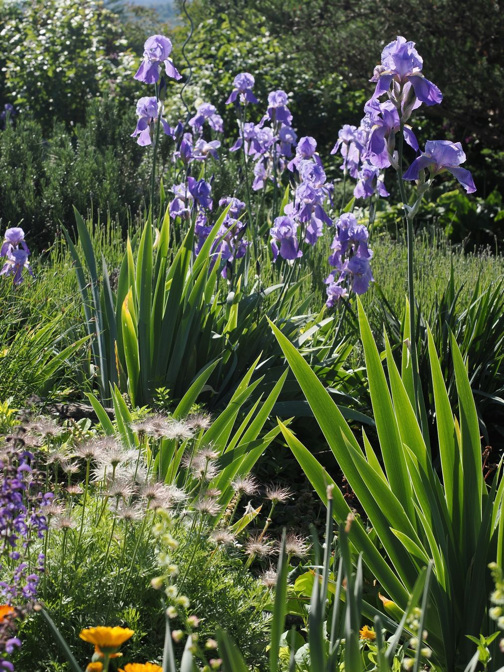 Pflanzen & Samen: 3 Bart-Iris Schwertlilien winterharte Gartenpflanze Versand – Neu (gemäss Beschreibung) aus Auenstein von mar_8mxd 1
