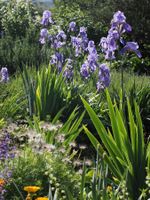 2 Bart-Iris Schwertlilien winterharte Gartenpflanze Versand