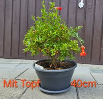Herziger Zier Granatapfel Bonsai Stil
