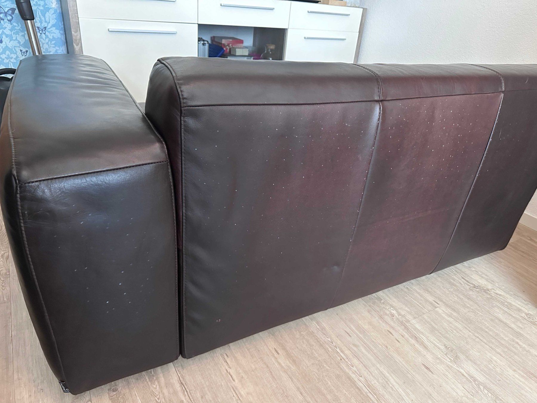 Bullfrog Sofas: Gratis Sofa Echtleder – D'occasion à Pfeffikon LU par Yggdrasill 2