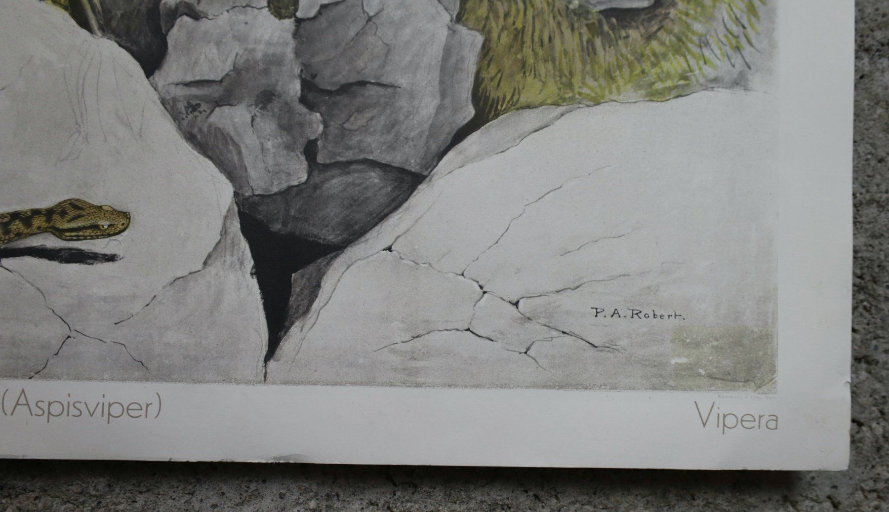 Posters & Illustrations: Schulwandbild "Juraviper" Paul-A. Robert – D'occasion à Birrwil par brandschatz_birrwil 5