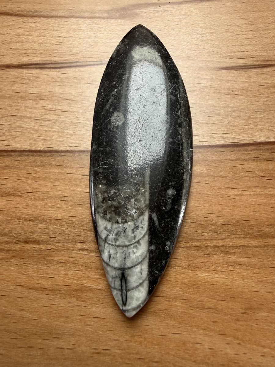 Fossili: Orthoceras-Kopffüsser – Usato da Grenchen venduto da Bastet007 5