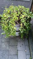 Grüne Efeupflanze im Topf für Garten in 6064 Kerns