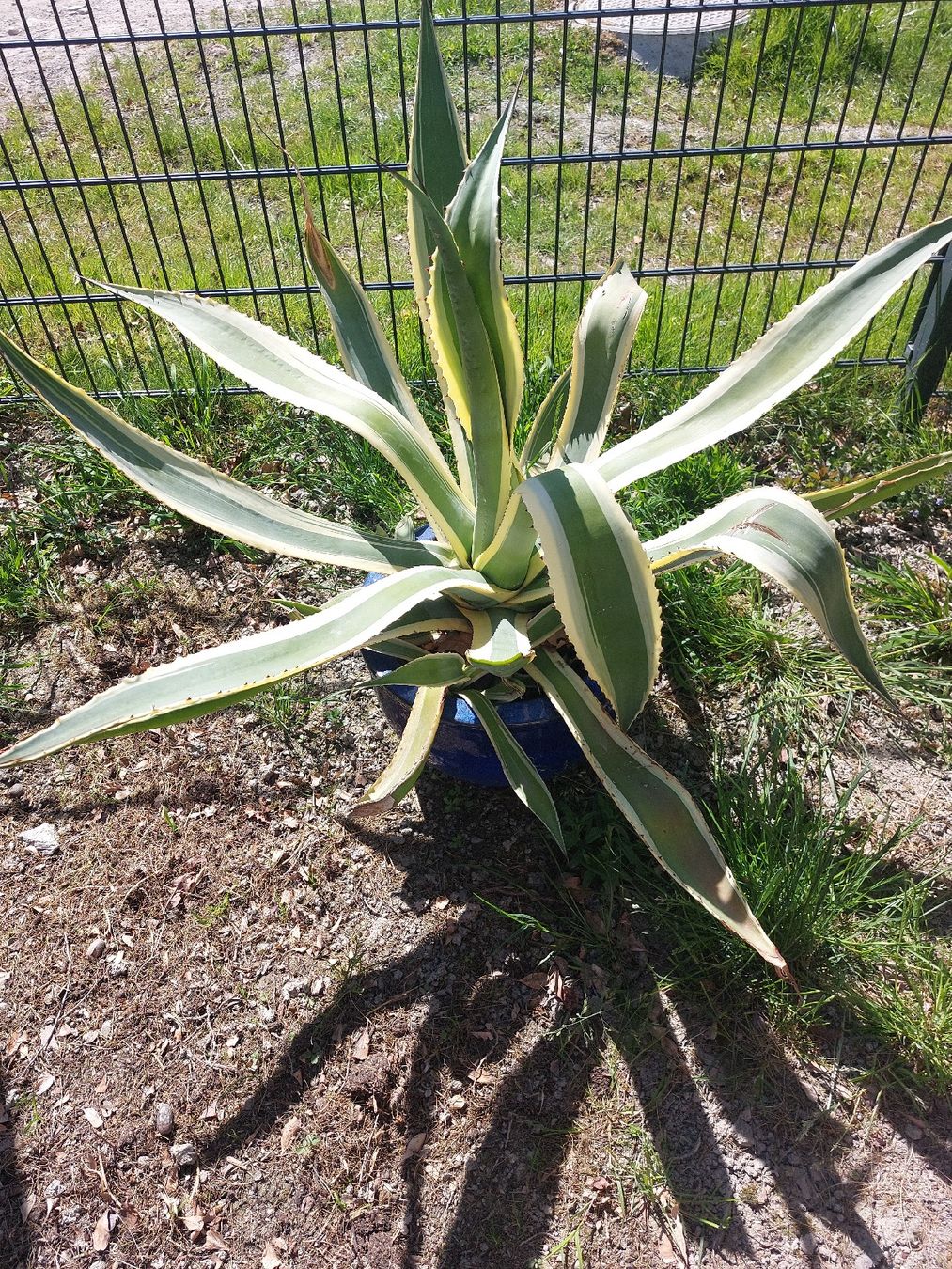Piante & sementi: Grosse Algrave Kaktus – Usato da Landquart venduto da Cedes