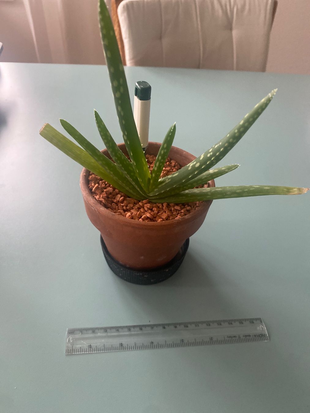 Piante & sementi: Aloe Vera Pflanze – Nuovo (secondo la descrizione) da Zürich venduto da echt01 2