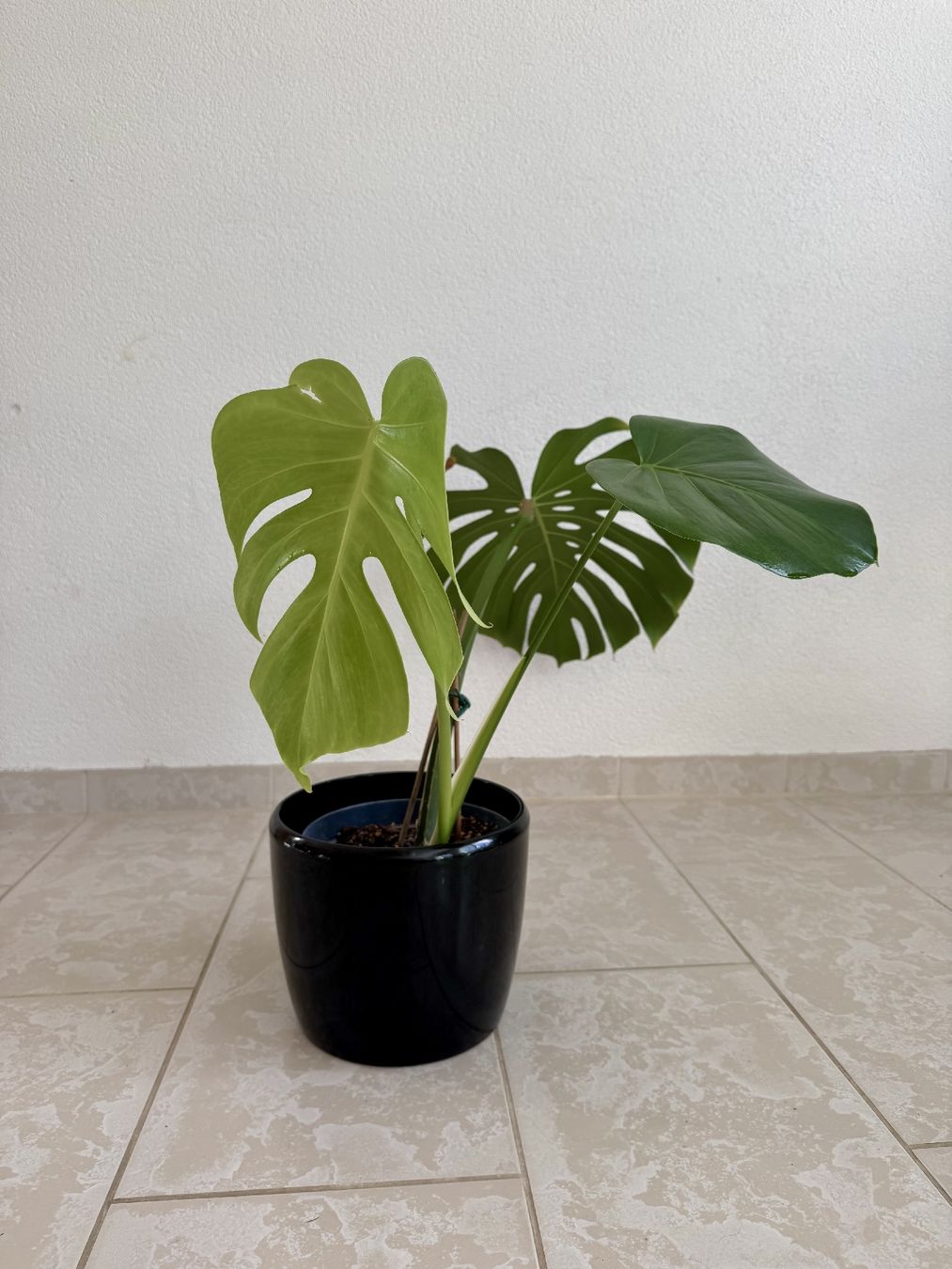 Piante & sementi: Monstera Deliciosa – Nuovo (secondo la descrizione) da Bülach venduto da Bloom_Witch 3