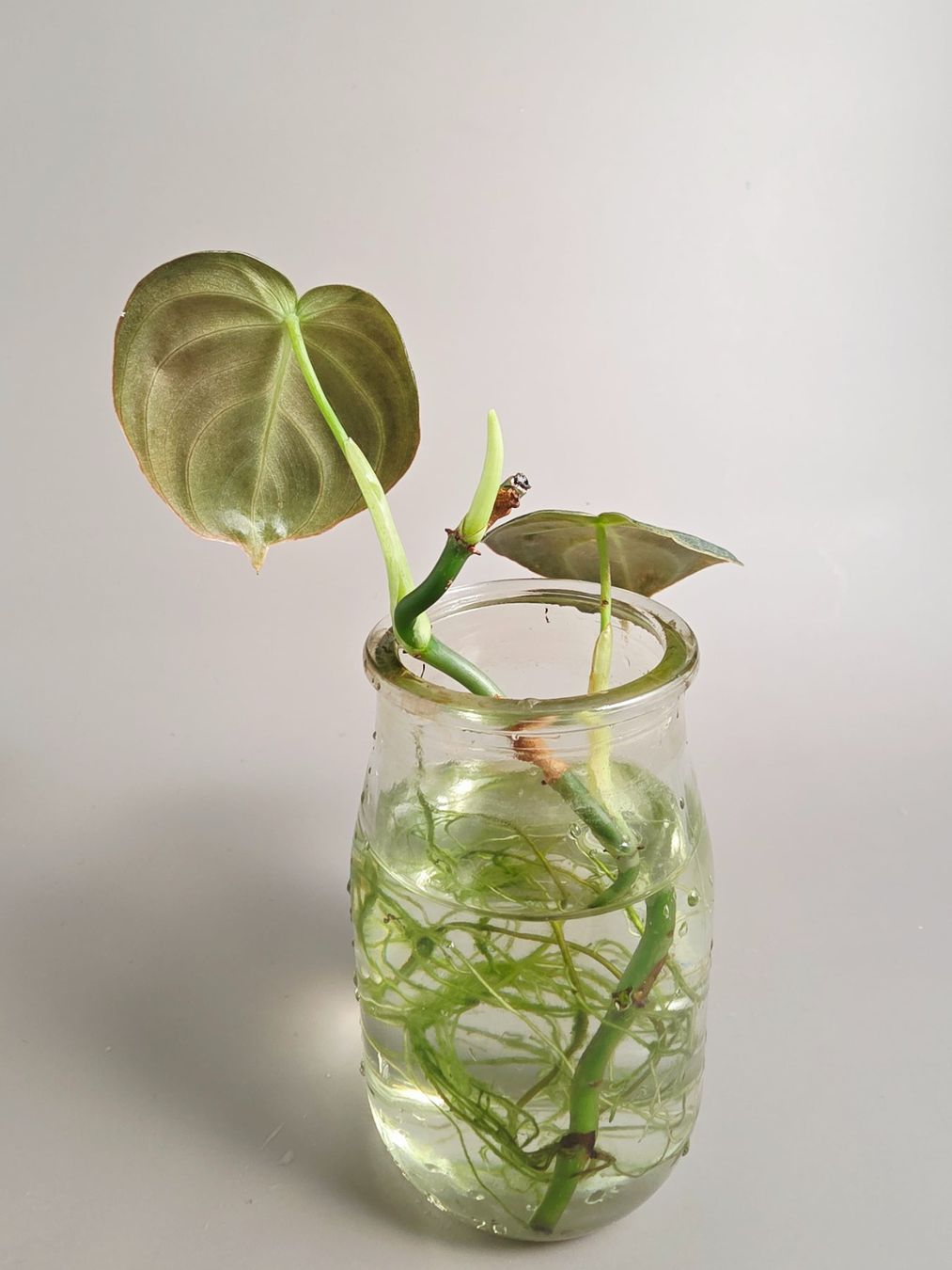 Piante & sementi: Philodendron melanochrysum Steckling – Nuovo (secondo la descrizione) da Gerolfingen venduto da Azora 1
