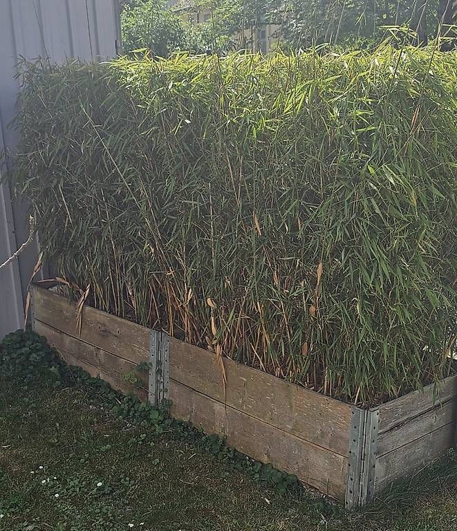 Pflanzen & Samen: Schöner Gartenbambus winterhart – Gebraucht aus Sennhof von Zanilio 4