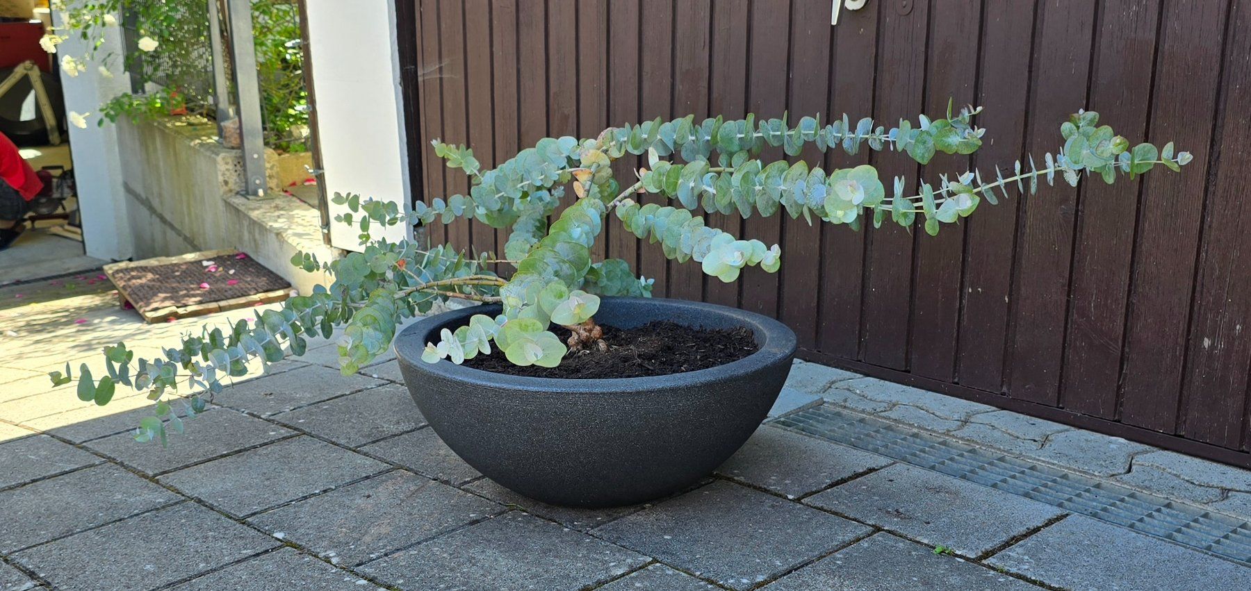 Piante & sementi: Besonderer Eukalyptus in Schale – Nuovo (secondo la descrizione) da Aarburg venduto da popkorn65 2