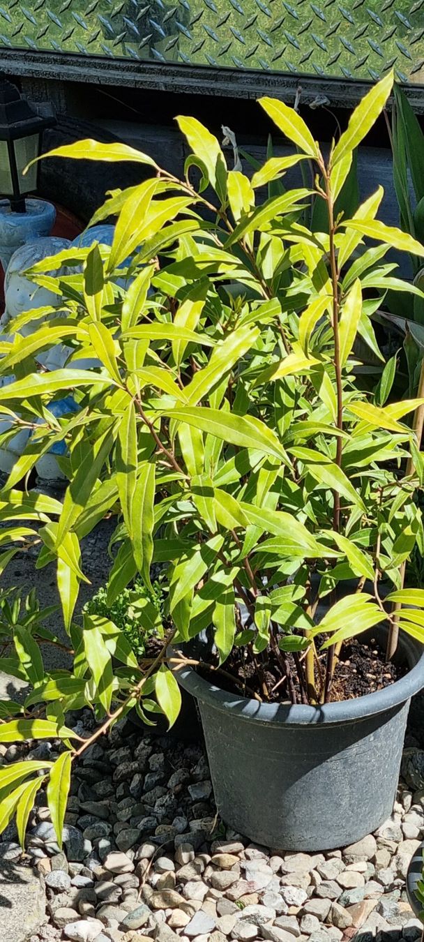 Piante & sementi: Sarcococca digyna im Topf, winterhart, für Garten oder Ba... – Usato da egliswil venduto da Maggy6