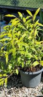 Sarcococca digyna im Topf, winterhart, für Garten oder Ba...
