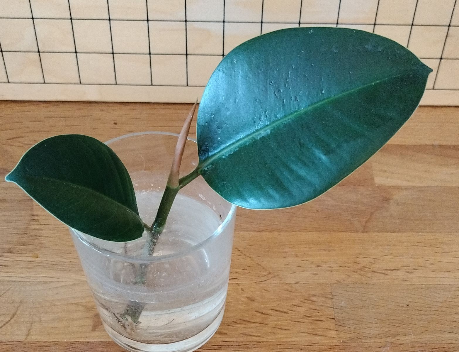 Pflanzen & Samen: Ficus Elastica, settling mit Wurzeln  – Neu (gemäss Beschreibung) aus Urdorf von jazz1984