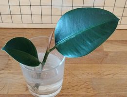 Ficus Elastica, settling mit Wurzeln 