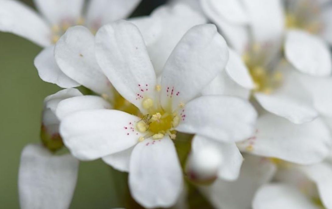 Piante & sementi: LÖFFELBLÄTTRIGER STEINBRECH - SAXIFRAGA COCHLEARIS RCHB. – Nuovo (secondo la descrizione) da Buchs AG venduto da fischli610 5