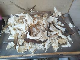 Schädel Sammlung, Tierknochen, Jagdtrophäen, Deko, ab 1.-