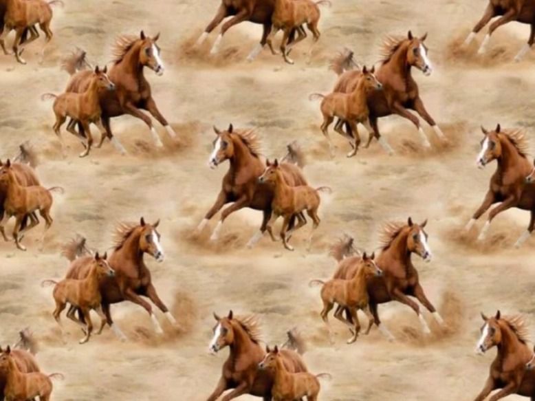 Tessuti: Baumwolljersey Digital Wildpferde - Sand – Nuovo e nell'imballaggio originale da Steg im Tösstal venduto da J.Kreisl