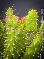 Opuntia Quitensis - rot blühender Feigenkaktus