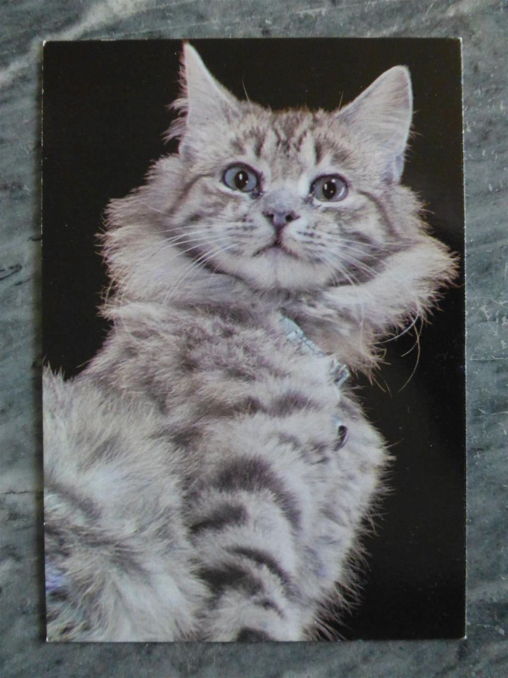 Cartoline postali: Ansichtskarte Kroatien, Katze – Usato da Basel venduto da Falconis