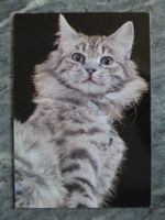 Ansichtskarte Kroatien, Katze