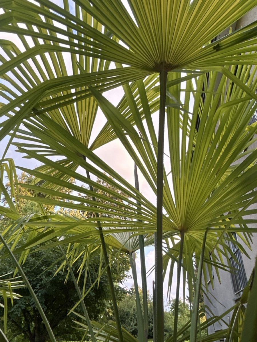 Pflanzen & Samen: Palme  – Gebraucht aus Uetikon am See von barceloneta 4