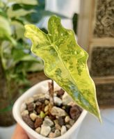 Alocasia Pseudo Sanderiana Aurea Var.