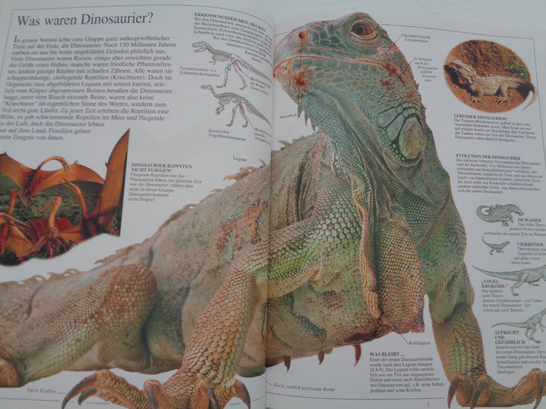 Libri: Dinosaurier - Aufstieg und Niedergang – Usato da Chur venduto da Oregano1 7