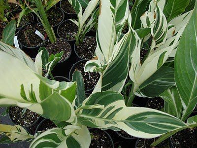 Piante & sementi: Canna indica STUTTGART VARIEGATA – Usato da Bremblens venduto da FIBONACCI369 1