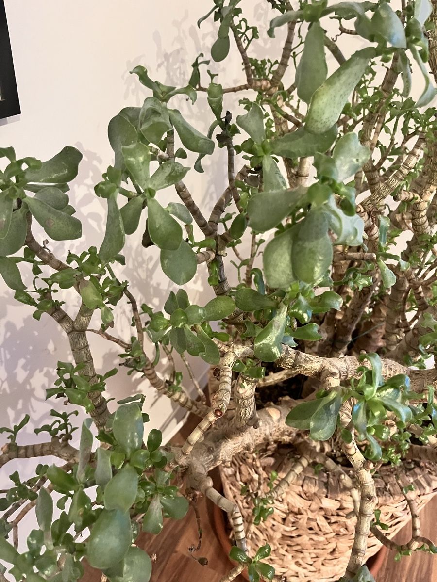 Plantes & graines: Grosse Crassula ovata Geldbaum – D'occasion à Niederbipp par paradisia2 2