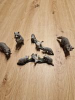 Zu Verkaufen Waschbären Bande
