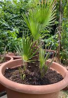 Tessiner Palme Pflanzen Blume Pflanzentopf Blumentopf Topf