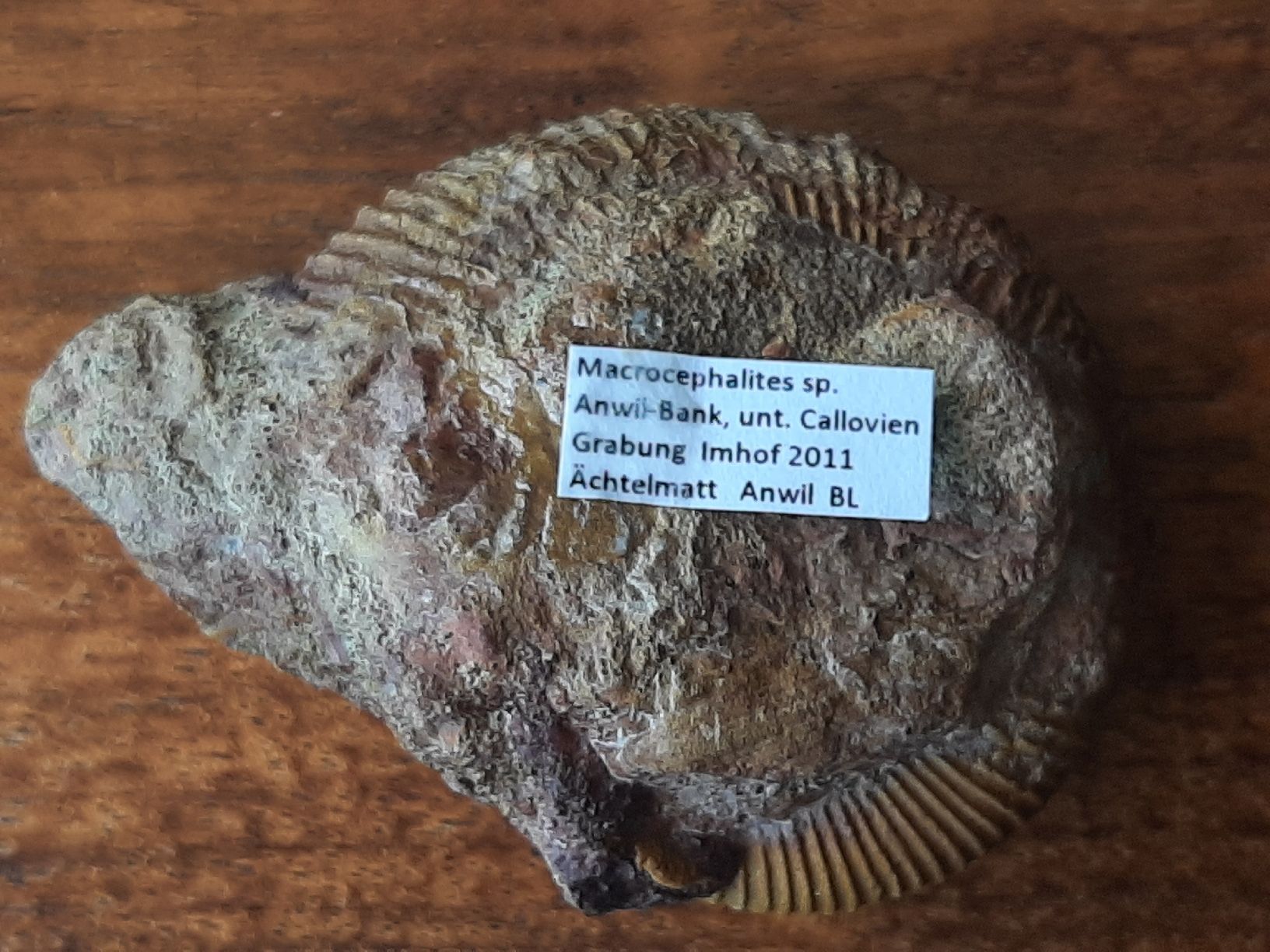 Fossilien: Ammonit aus Anwil BL – Gebraucht aus Rickenbach BL von Oktober68 3