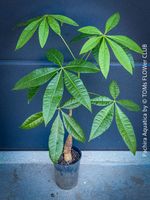 Pachira Aquatica - Glückskastanie - Top Robust - rund 120cm