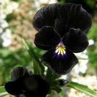Pensée noir FLEUR RARE  50g