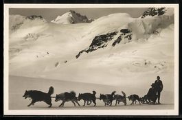 Jungfraujoch, Polarhunde auf dem Aletsch
