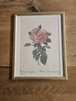Botanische Rosen-Illustration gerahmt - Vintage