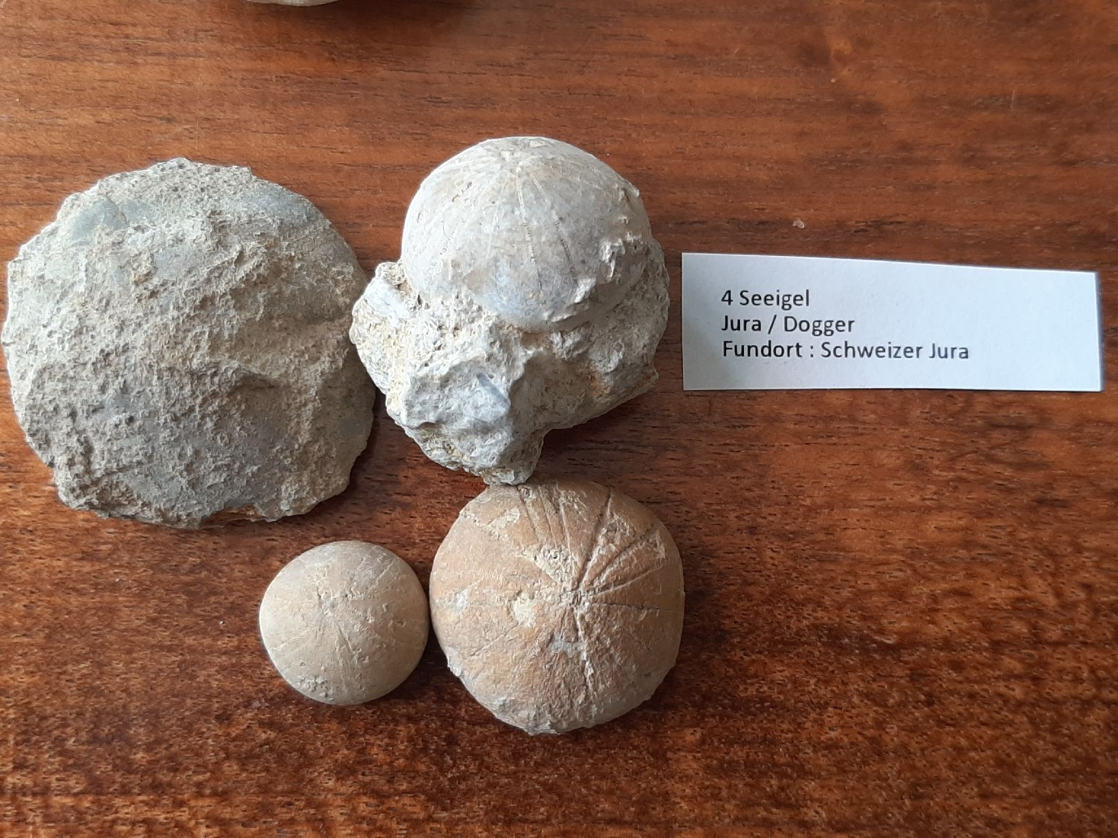 Fossili: Kleine Sammlung fossiler Seeigel  – Usato da Rickenbach BL venduto da Oktober68 4