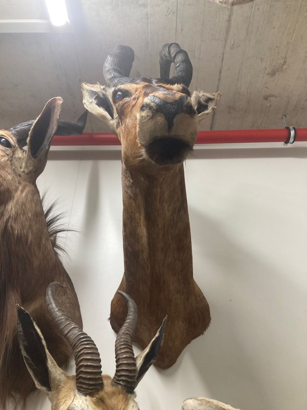 Il mondo degli animali: Kuhantilope Präparat – Usato da Pfaffnau venduto da Yoka0 2