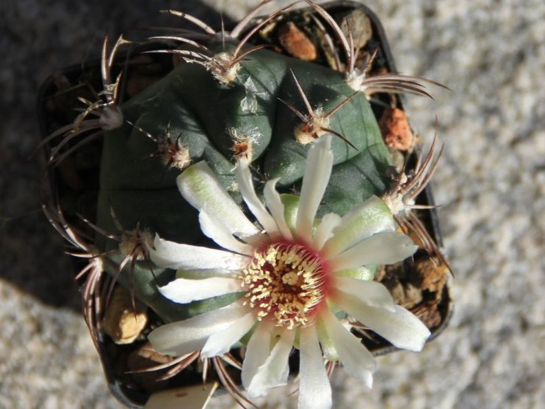 Piante & sementi: Kaktus Gymnocalycium curvispinum – Usato da Steg im Tösstal venduto da Stacheli24