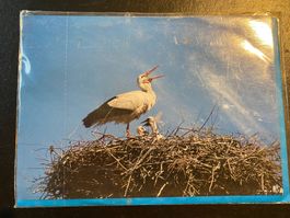 Karte und Couvert, Storch im Nest (21)