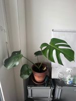 Monstera ganz normal ohne Topf (Update 29.01.2026)