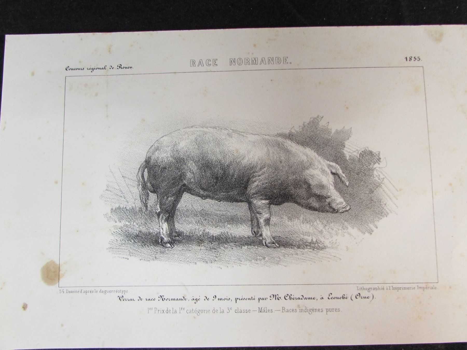 Incisioni: 3 antike Schweine, 1855 – Usato da Walchwil venduto da Shells1 5