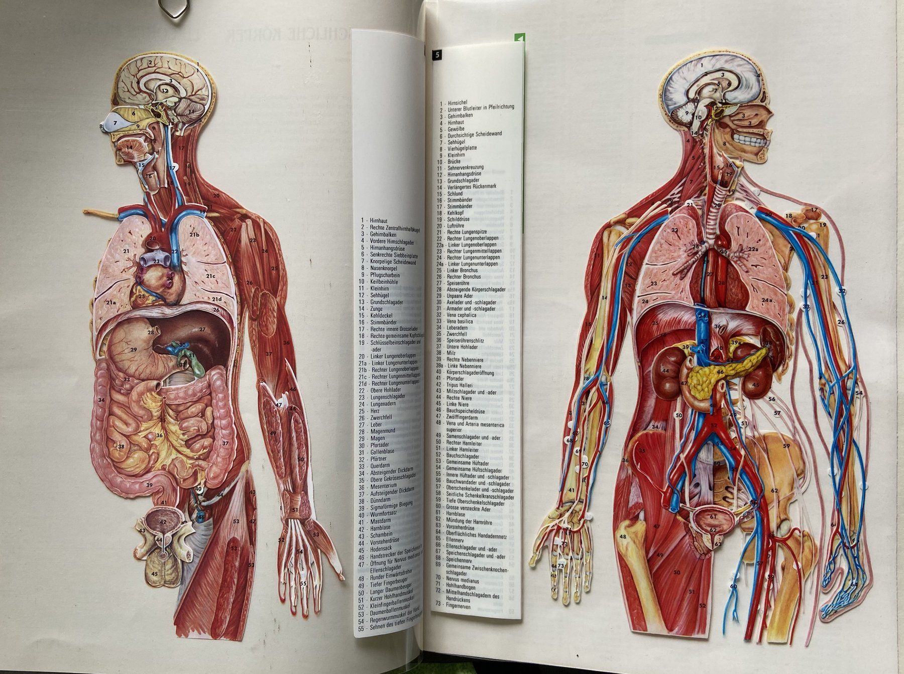 Libri: Transvision Bildtafeln Der Menschliche Körper – Usato da Böckten venduto da Hansi36 4