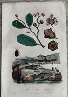 Gravure ancienne botanique et zoologique état d'usage
