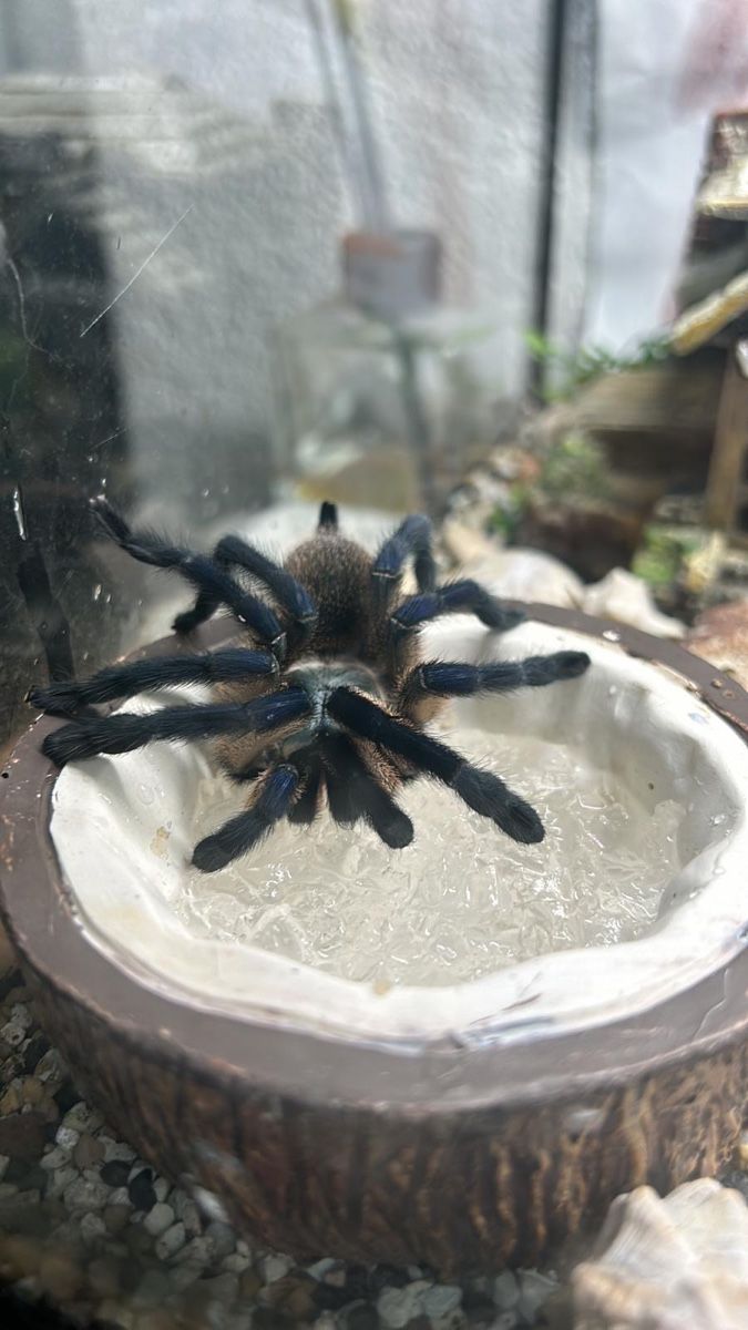Terrariums: Tarantel inkl. Terrarium – D'occasion à Veltheim AG par Nadine_VS 4