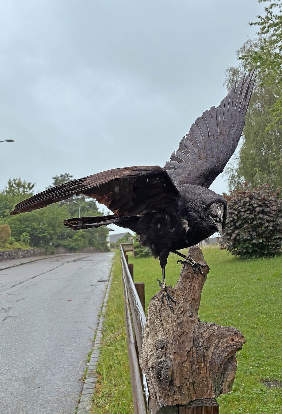 Il mondo degli animali: Alter Rabe – Usato da Bäretswil venduto da robsonantik 1