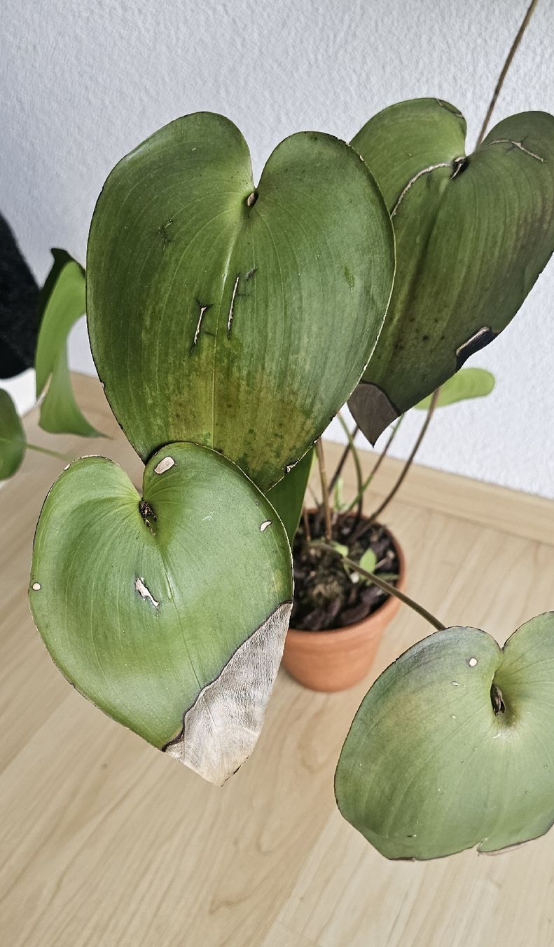 Piante & sementi: Orchidee Pleurothallis marthae – Usato da Jona venduto da Smurnaya 4
