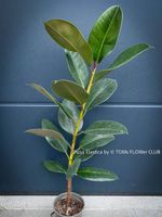 Ficus Elastica - 80cm grosses Bäumchen für Dich